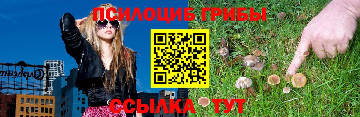 Галлюциногенные грибы Psilocybine cubensis Чебоксары